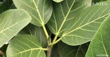 Ficus Audrey 2 cuttings, as pictured, easy to grow