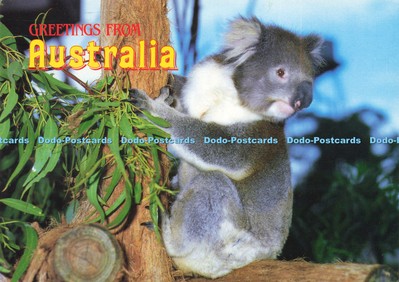 D209123 Grüße aus Australien Koala Sunbird Händler Pty
