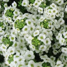 Alyssum, Sweet CARPET OF SNOW Perennial White Heirloom USA Non-GMO  1000 Seeds!