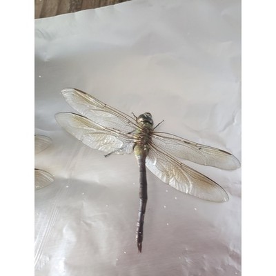 Dragonfly Wings Real Wings 15 Wings Potion Bottle Apothecary Potion Dried 