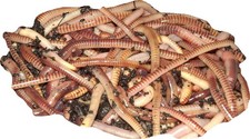 Yorkshire Worms TIGER COMPOST WORMS Suitable for Composting and Wormery Starter