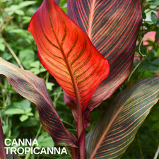 1 Canna Tropicanna Plant, Tropical Canna Lily, Multicoloured Foliage, 3L