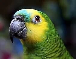 Birdtalk Bird Toys 1 Plastic Whiffle Ball Parrot Bird Toy Parts - Picture 3 of 12