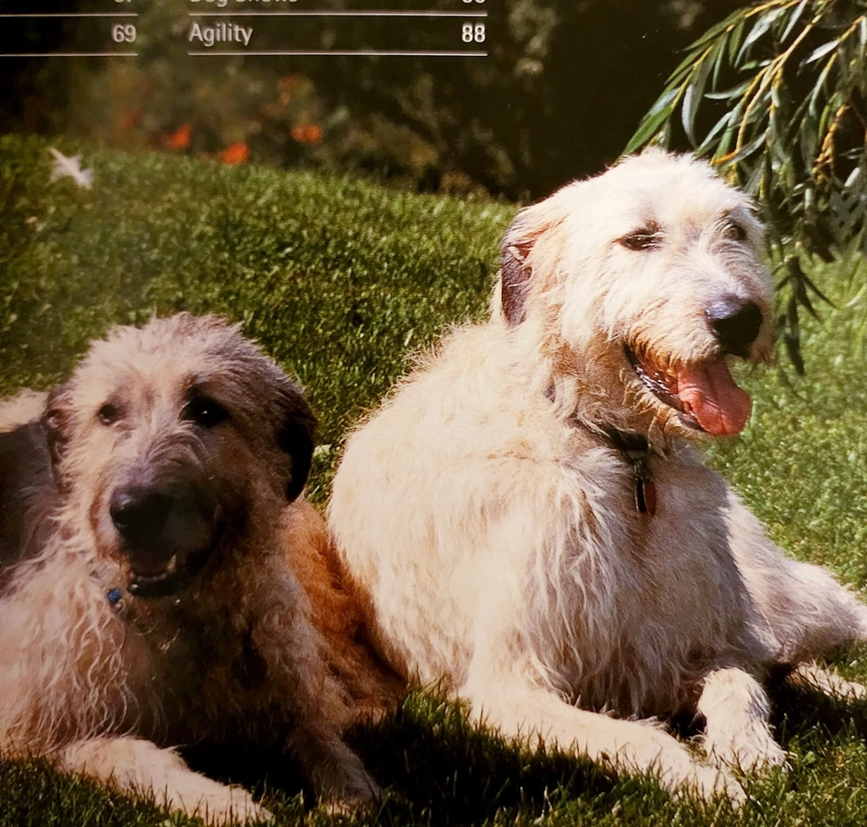 2005 Irish Wolfhounds Complete Dog Owner Manual 1st Edition Pets Paperback C83 - Image 3 of 4