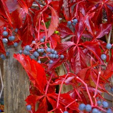Virginia creeper, Parthenocissus quinquefolia, garden or Bonsai, different sizes