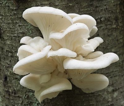 on dry seeds PINK OYSTER mushroom spores spawn mycelium