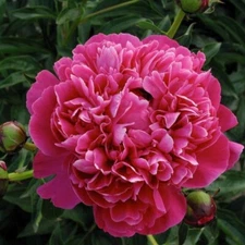 1 - RED KANSAS Double Peony Live Perennial Flower Bulb Root Plant / VIVID COLOR