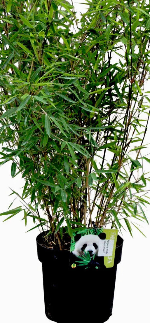 Bamboo Fargesia' Black Pearl' Hardy Evergreen Black Bamboos