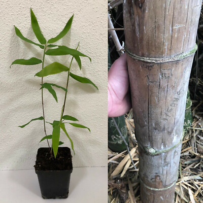 250 Samen Riesenbambus Dendrocalamus strictus / Kalkuttabambus,  schnellwachsend | eBay.de