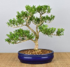 Bonsai Indoor, Chinesischer Buchsbaum (Buxus harlandii) 26038 | Bonsai-Müller