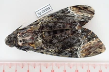 SP20593. Unmounted Insects: Acherontia sp. Vietnam North.