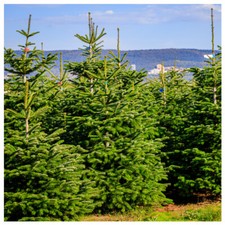 1 Nordmann Fir Christmas Tree 15-20cm.Britains Best No Needle Drop