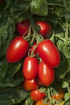 GREEN FACTORY TOMATO ROMELLO HYBRID VEG GARDEN PLANT SEEDS PACK OF 7+ SEEDS UK SELLER