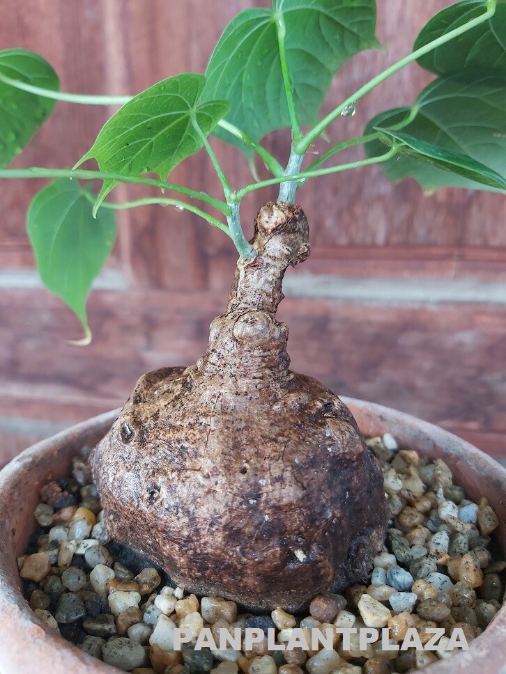 1 BULB FIRMIANA COLORATA STERCULIA PLANT TREE RARE CAUDEX