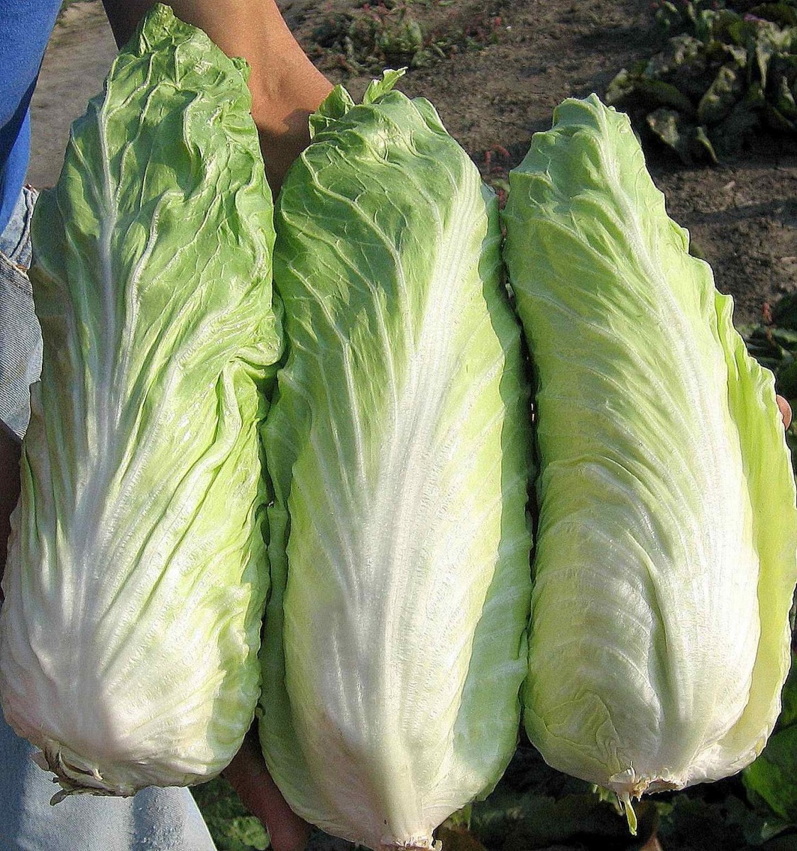 Cicoria E Radicchio Pan Di Zucchero Invernale: Varietà E Formati - Foto 9