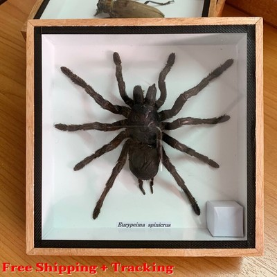 Real Insect Spider Fly Wood Frame Taxidermy Rare Perfect Delve into Study Nature