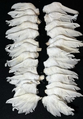 Lot of 14 Right 13 Left Feather Craft Wings Approx 4  X 2 Angels Vintage Used