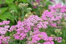 Achillea millefolium - Cerise Queen. (Yarrow) 0.25g Approx. 1375 seeds. 8600.00 per kilo