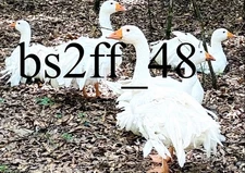 Sebastopol Geese Hatching Egg 