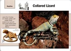 Dr Jim Stamps Maximum Card Collared Lizard 37C Fdc San Diego Zoo Cancel
