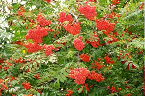 Rowan European Mountain Ash Tree Plant Seeds (Fast Fall Color) Sorbus ...