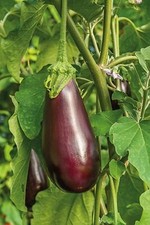 Eggplant Seeds- Black Beauty Eggplant Seeds ,