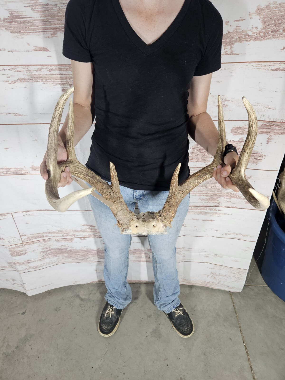 Wild 8 Point Whitetail Deer Antler Rack Horn Skull Plate Decor Man Cave ...