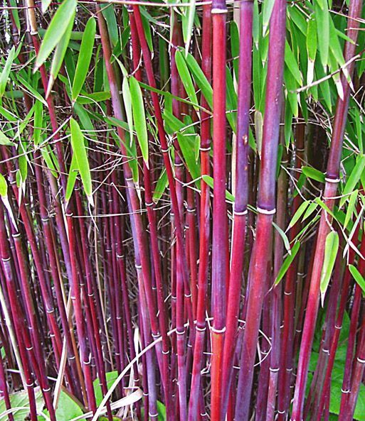 50 Siergras Bamboo Seeds Privacy Garden Clumping Seed Flower 403 US SELLER