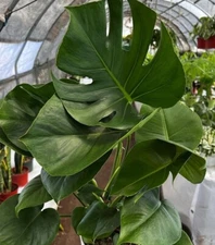 Monstera Deliciosa ,Swiss Cheese Live Plant, Evergreen Table Plant in 3" POT