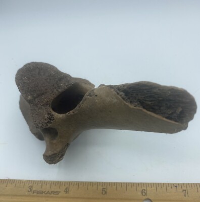BISON VERTEBRA FOSSIL Pleistocene Bison Buffalo B#4