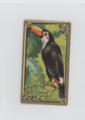 1910 ITC of Canada Game Bird Series C14 Toucans #1 z6d