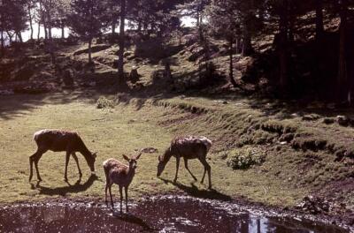 35mm Slide · Animals - Deer in the Forest