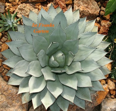 Agave parrasana, frosthart bis -20°C !! großwüchsig, Sukkulente, 5 Samen