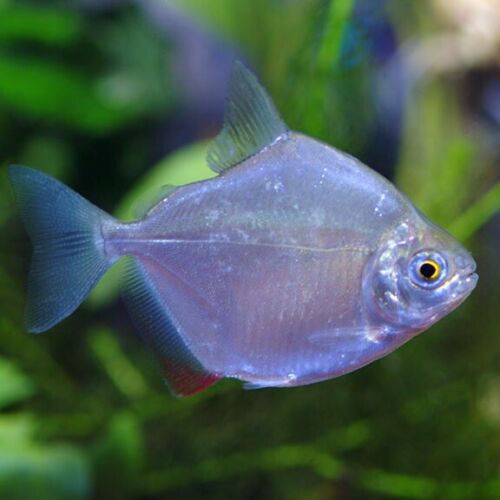 (4*) Silver Dollar Freshwater Community Fish Active Hardy Active Live Fish. 2.5”