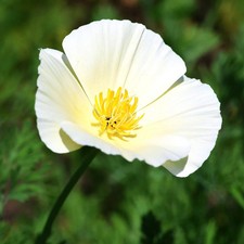 Ivory Castle California Poppy Seeds - For 2026 Planting Cream White Poppies