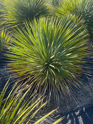 Yucca Rostrata ca. 60cm Winterhart bis -19 Grad Premium Qualitt blaue  Palmlilie | eBay.de