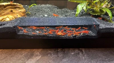 LIFEWITHPETS Shrimp tunnel Shrimp Cave Shrimp Hide FREE Shipping 2 Colors 2 Shapes Available