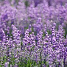 Lavandula angustifolia, Genuine True Lavender - 200 to 1000