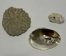 Seashell With Hardened Pearls And Coral Set