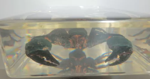 4.7" Black Scorpion Asian Forest Scorpion Clear Block Education Insect Specimen - Picture 7 of 10