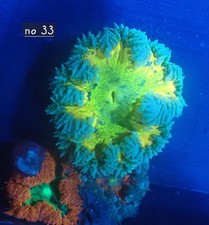 Rock Flower Anenome No 33