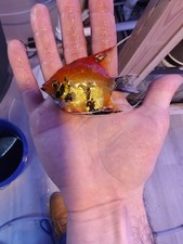 2 Semis Adult Size Orange Koi Angelfish 2 Day Shipping 2 Fish