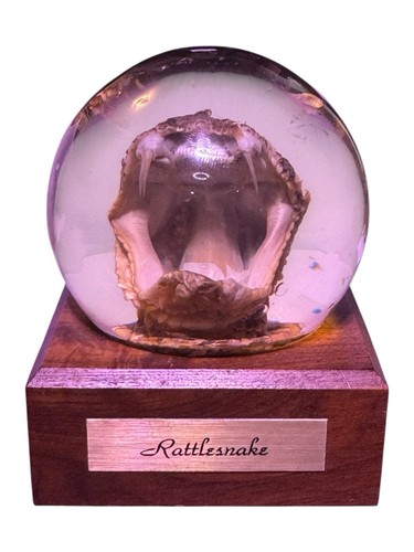 Vintage Glass Dome Embedment Taxidermy Rattlesnake