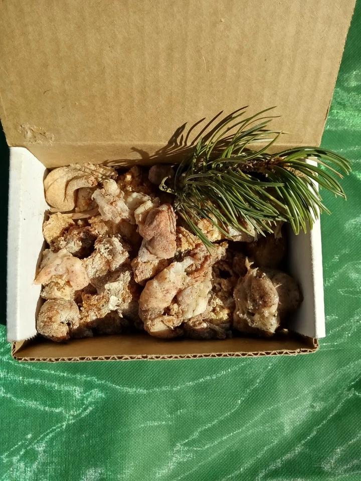 Sticky Piñon Pine Tree Resin/Sap/Pitch from SW New Mexico 1oz.-2lbs. Multi Use - Image 4 of 4