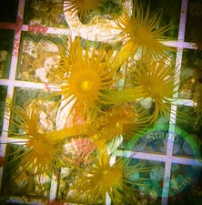 SAF~ “WYSIWYG” Yellow Polyp Frag, Zoanthid, Palythoa, Paly, Zoa, Coral Colony