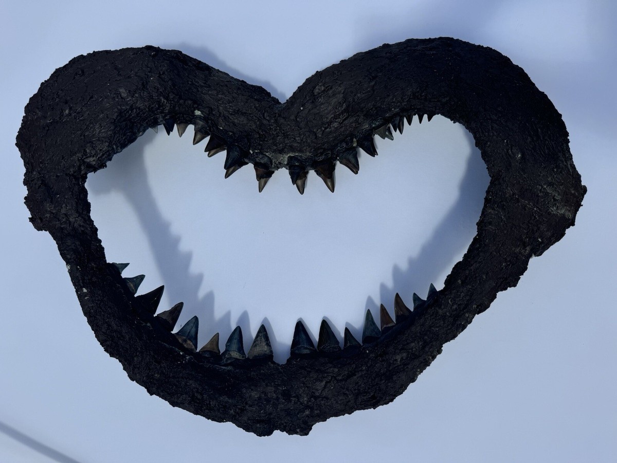 ホジロザメ（Carcharodon carcharias）の歯56.6mm ホジロザメ