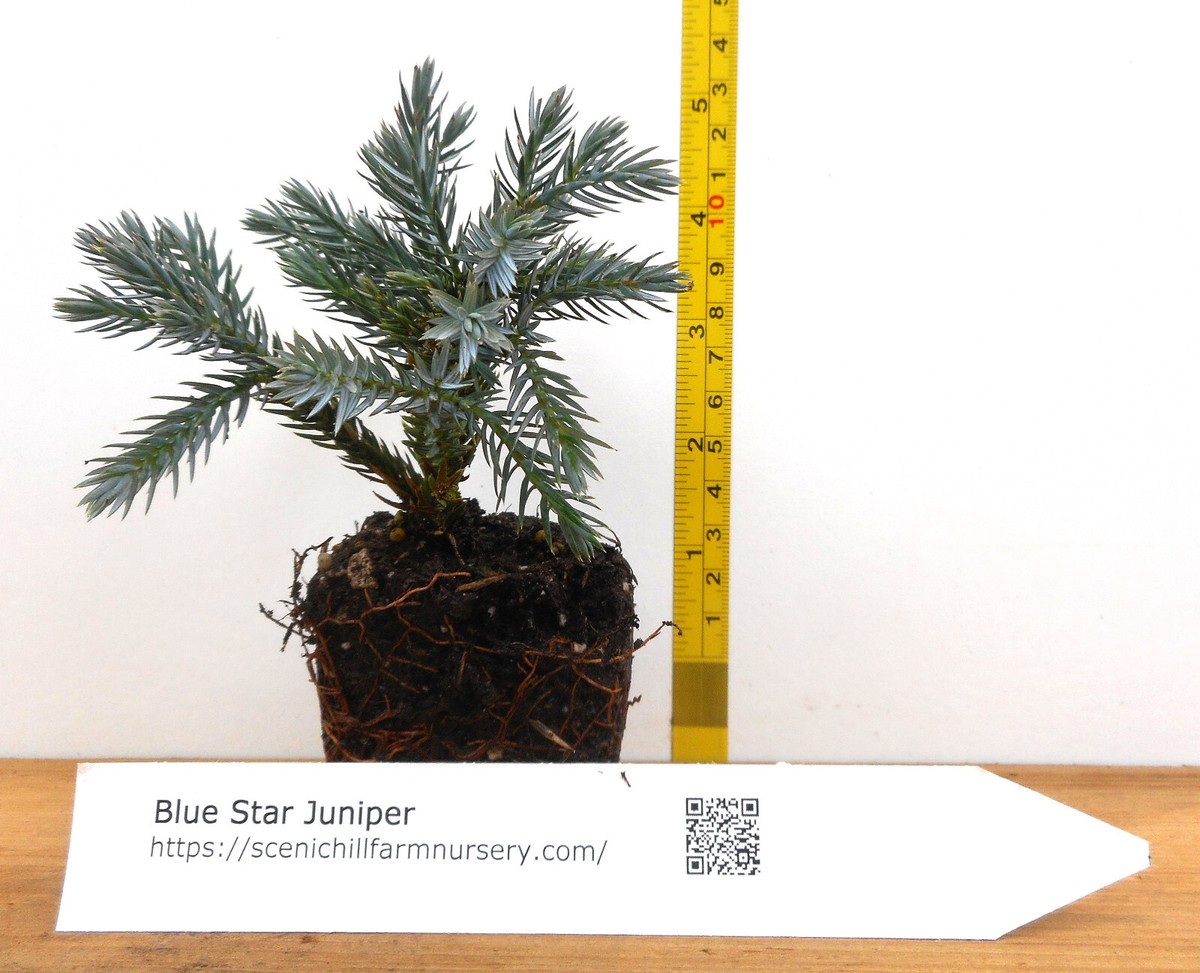Blue Star Juniper (Juniperus squamata 'Blue Star') Easy Care Landscape or  Bonsai | eBay