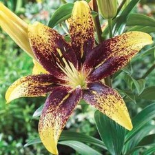 Asiatic Lily Imported Pack of 2 bulbs 
