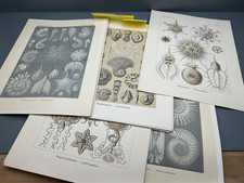 + ERNST HAECKEL Kunst-Formen der Natur Leipzi...