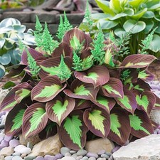 200 Mixed Rare Hosta Seeds for Planting-Attract Pollinators Perennial Garden De